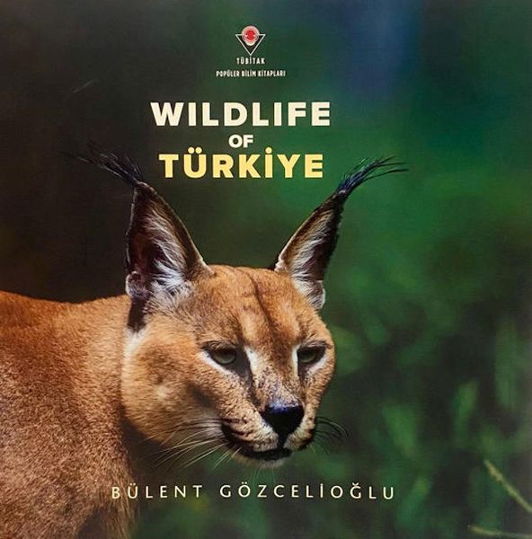 Wıldlıfe Of Türkiye-zoom-