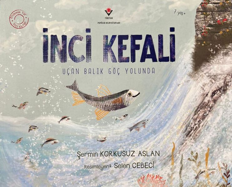 İnci Kefali-zoom-